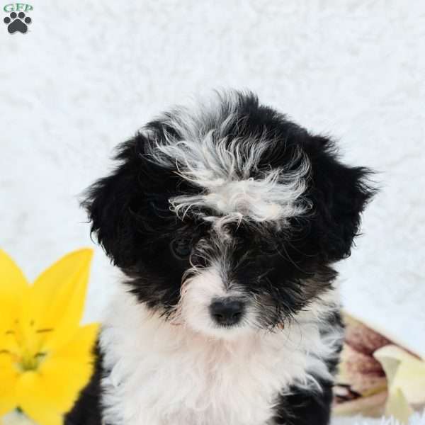 Lily, Mini Aussiedoodle Puppy