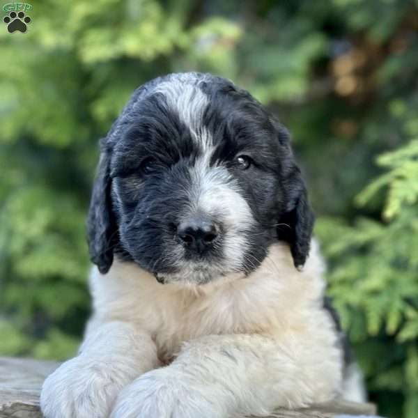 Cooper, Saint Berdoodle Puppy