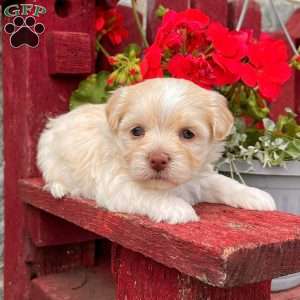 Benni, Havanese Puppy