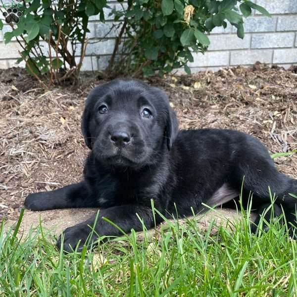 Roxy, Black Labrador Retriever Puppy