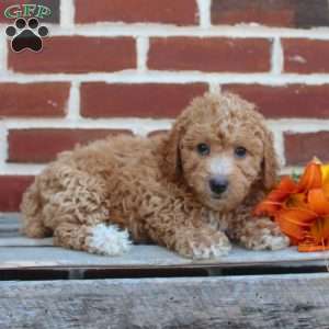 Cuddles, Miniature Poodle Puppy