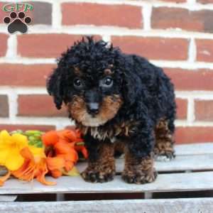 Bouncer, Miniature Poodle Puppy