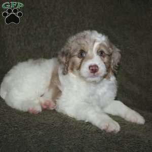 Teddy, Mini Aussiedoodle Puppy