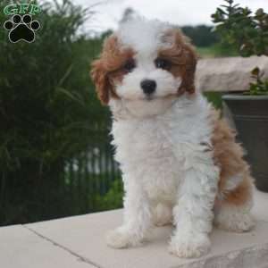 Eddie, Cavapoo Puppy