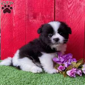 Carmen, Shih-Pom Puppy