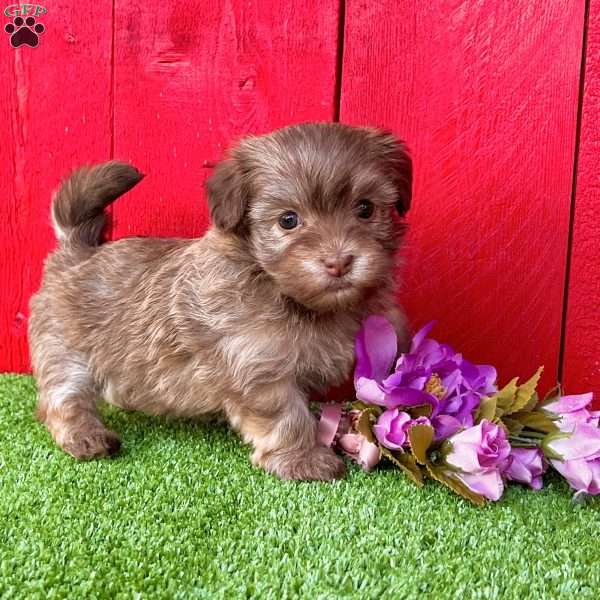 Daisy, Havanese Puppy