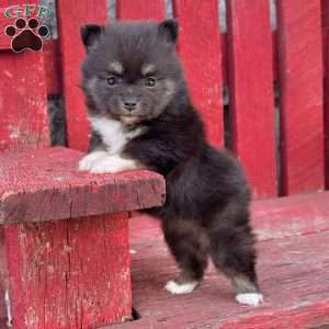 Precious, Pomeranian Puppy