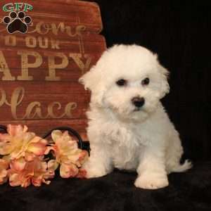 Sunshine, Bichon Frise Puppy