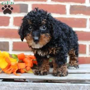 Bouncer, Miniature Poodle Puppy