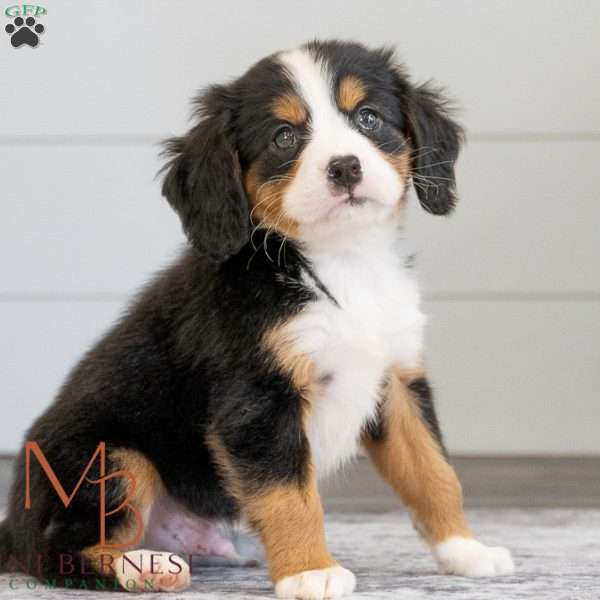 Koda, Miniature Bernese Mountain Dog Puppy