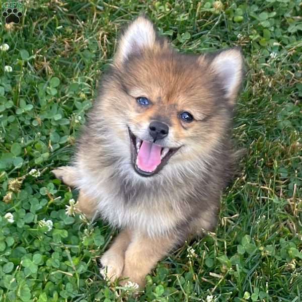 Petunia, Mini Elkhound Puppy