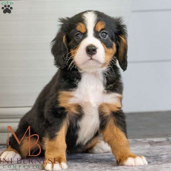 Kane, Miniature Bernese Mountain Dog Puppy