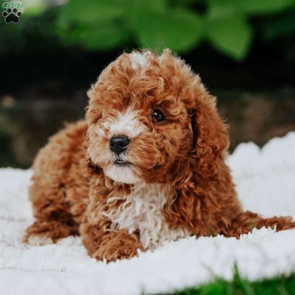 Billy, Mini Goldendoodle Puppy