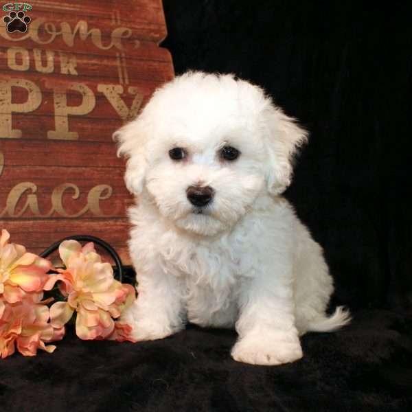 Sunshine, Bichon Frise Puppy