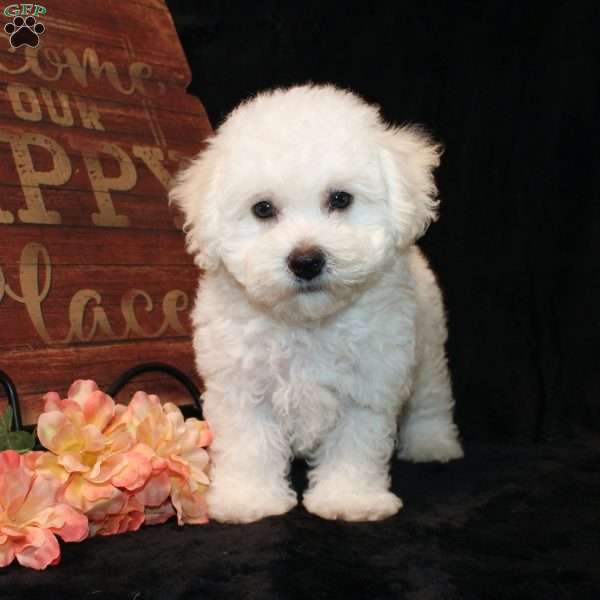 Smurf, Bichon Frise Puppy