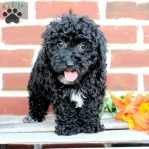 Colby, Miniature Poodle Puppy