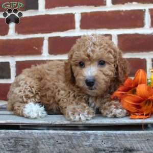 Cuddles, Miniature Poodle Puppy