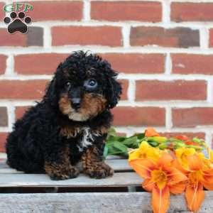 Bouncer, Miniature Poodle Puppy