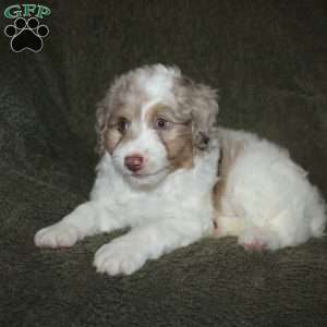 Teddy, Mini Aussiedoodle Puppy