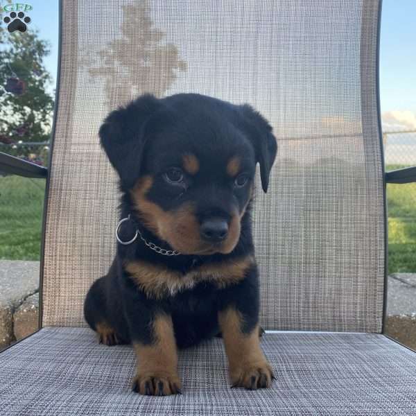 Gus, Rottweiler Puppy
