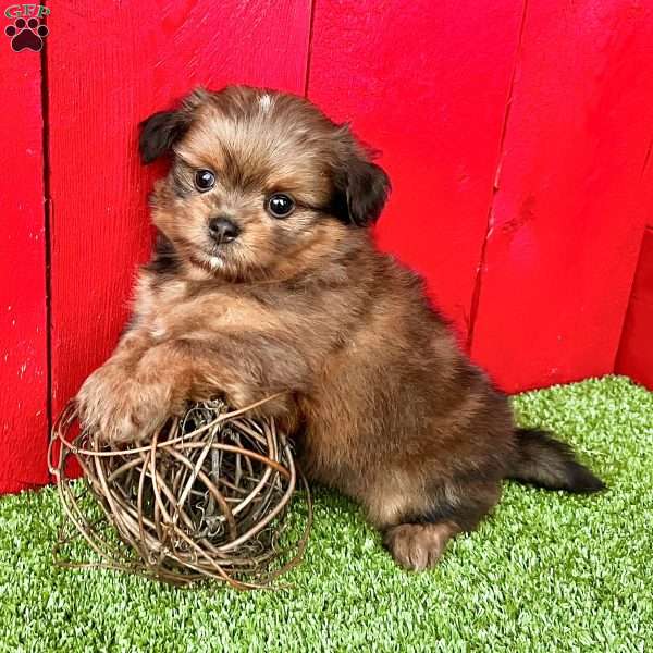 Chase, Shih-Pom Puppy