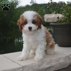 Eddie, Cavapoo Puppy