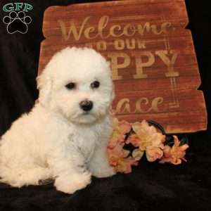 Sunshine, Bichon Frise Puppy