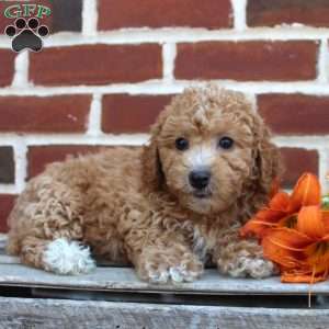 Cuddles, Miniature Poodle Puppy