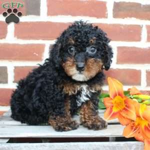 Bouncer, Miniature Poodle Puppy