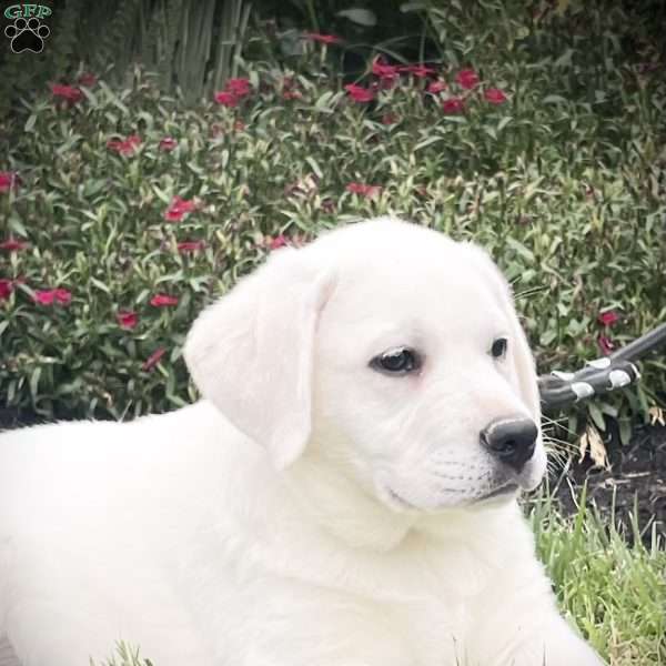 Abby, Yellow Labrador Retriever Puppy