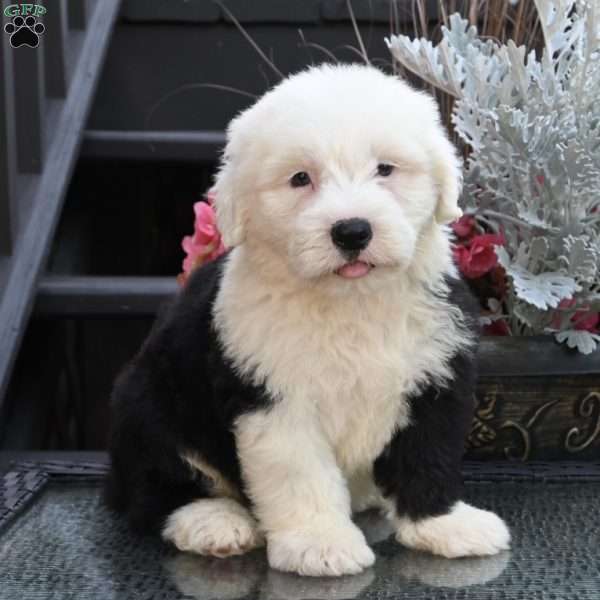 Kasper, Old English Sheepdog Puppy