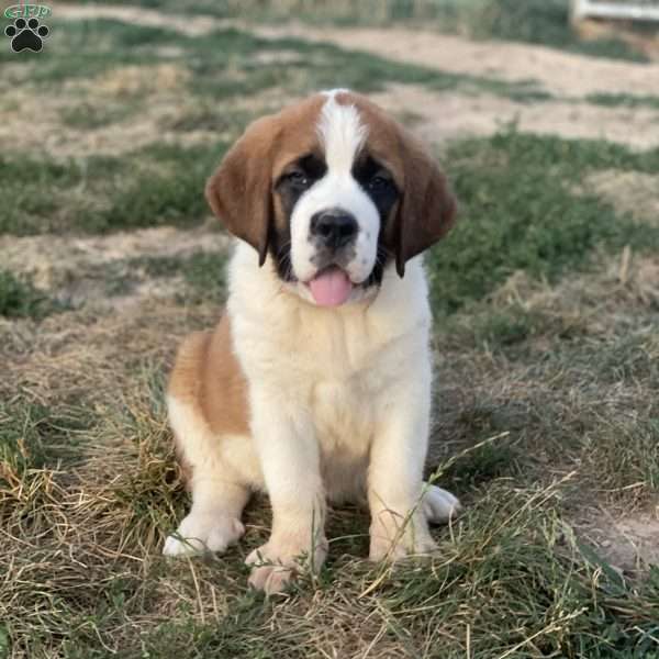 Lady, Saint Bernard Puppy