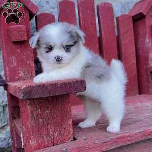 Cuddles, Shih-Pom Puppy