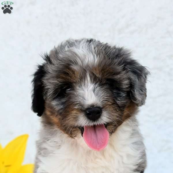 Parker, Mini Aussiedoodle Puppy