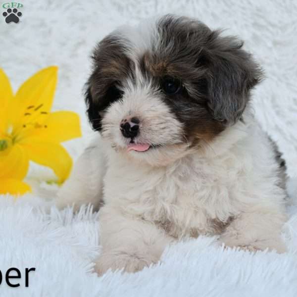 Jasper, Mini Aussiedoodle Puppy