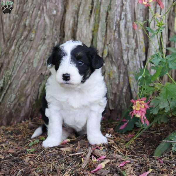 Georgia, Bordoodle Puppy