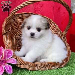 Chloe, Shih-Pom Puppy
