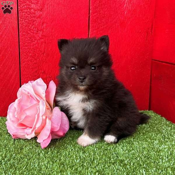 Precious, Pomeranian Puppy