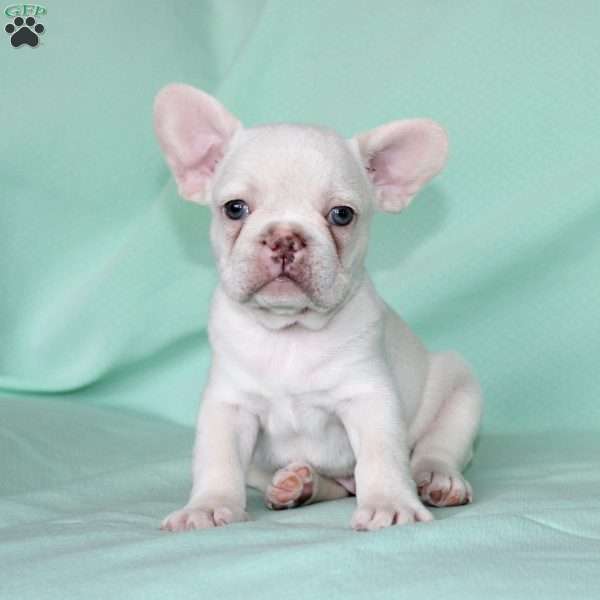 Wesley, French Bulldog Puppy