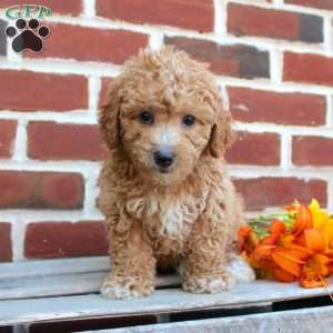 Cuddles, Miniature Poodle Puppy