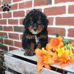 Bouncer, Miniature Poodle Puppy