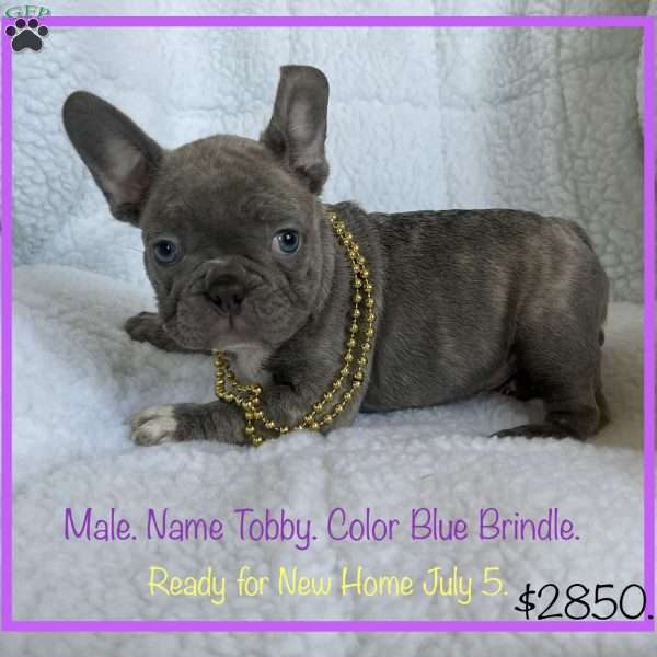 Tobby, French Bulldog Puppy