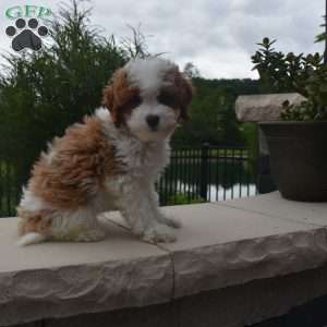 Eddie, Cavapoo Puppy