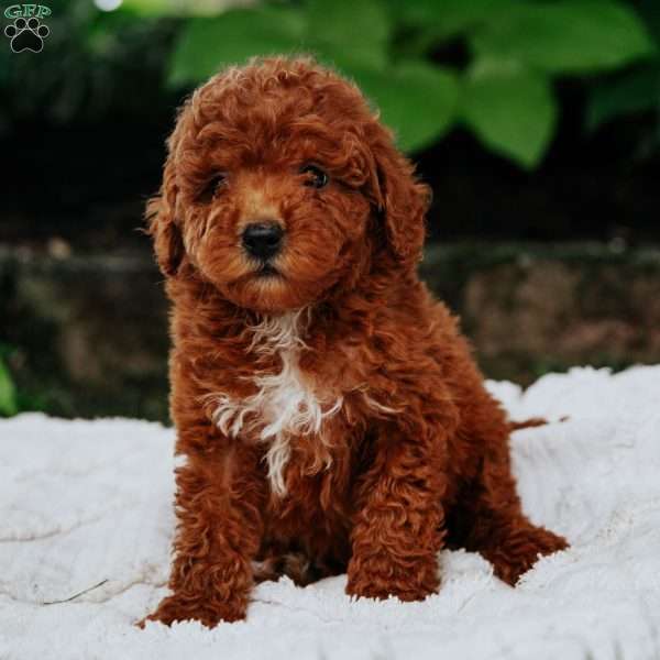 Bonnie, Mini Goldendoodle Puppy