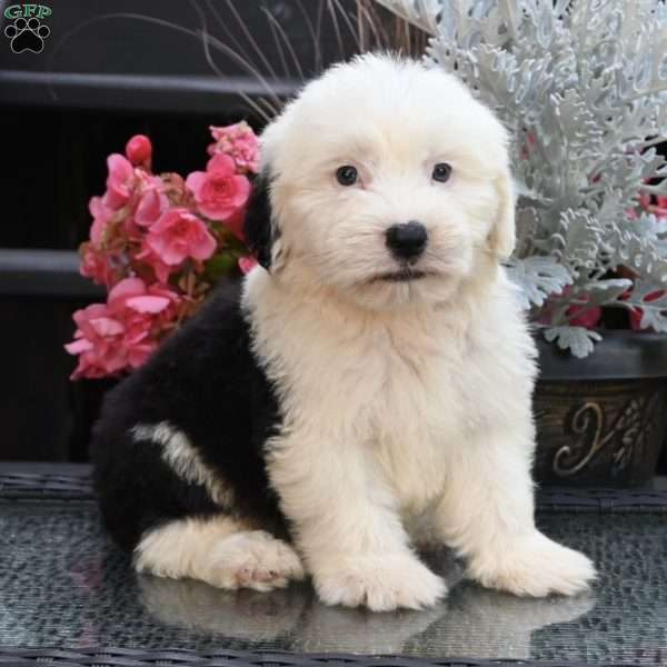 Kody, Old English Sheepdog Puppy