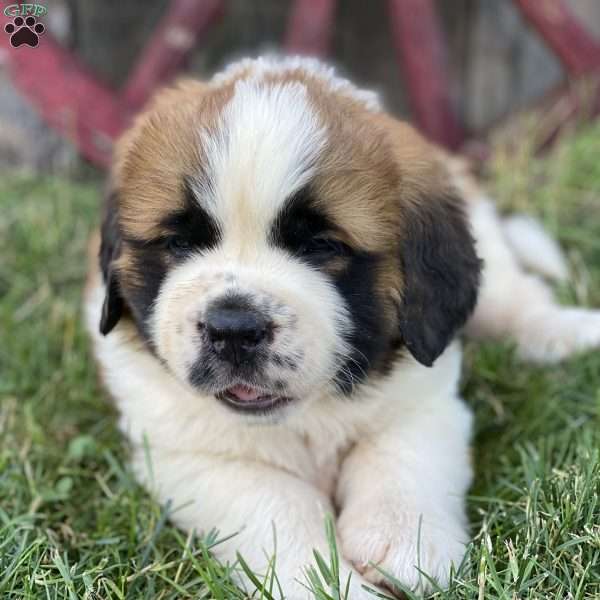 Princess, Saint Bernard Puppy