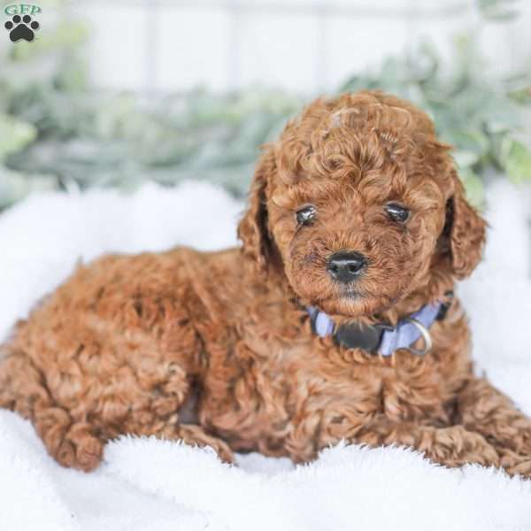 Kevin, Goldendoodle Puppy