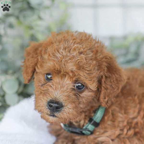 Kenneth, Goldendoodle Puppy