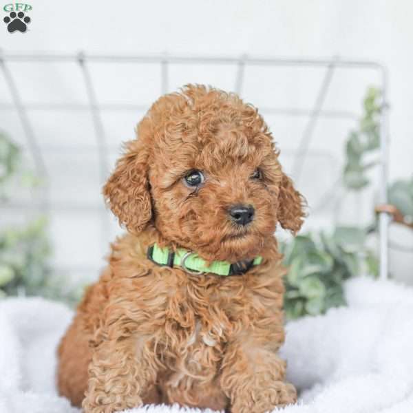 Kaden, Goldendoodle Puppy