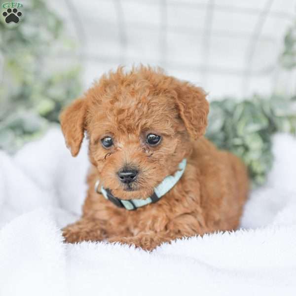 Kingston, Goldendoodle Puppy